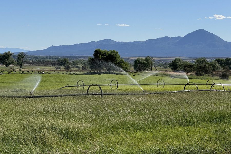 Field with sprinkler irrigation and a mountain in the background.