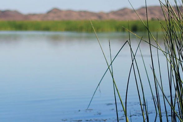 Smooth water body with reeds in the foreground and background.