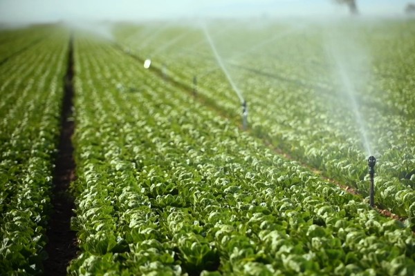 a field with sprinkler irrigation